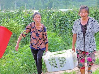 村民正在采收蔬菜
