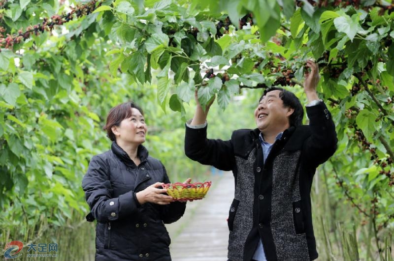 (图)游客在雅美佳湿地公园采摘桑葚