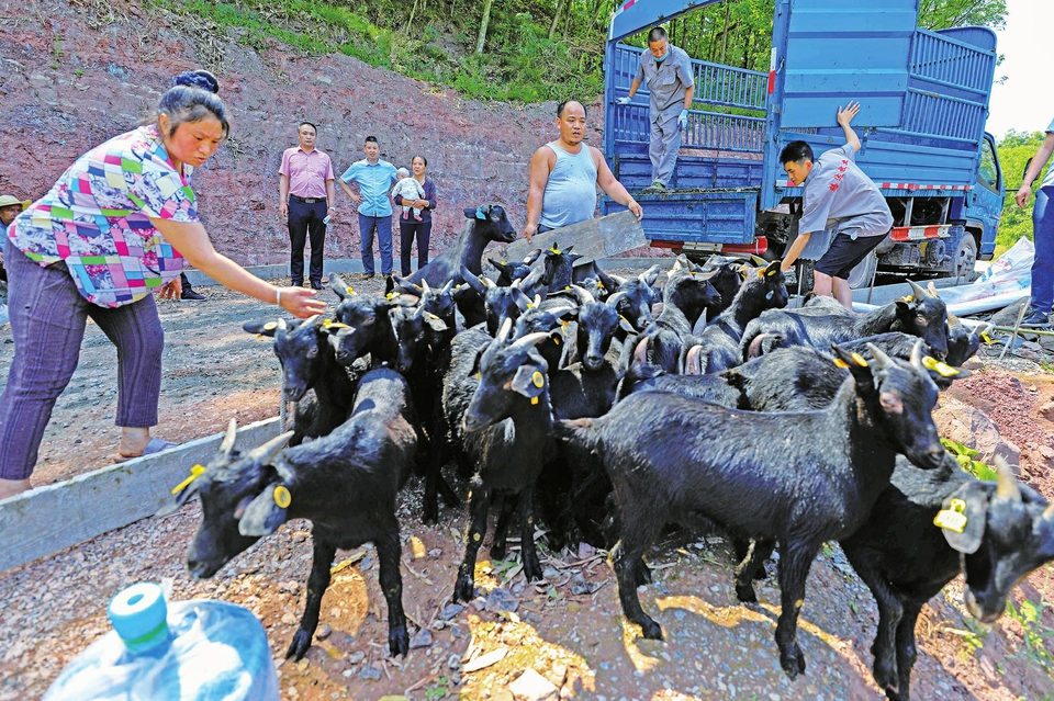 　　龙石镇青山村“借羊还羊”助力脱贫攻坚。
