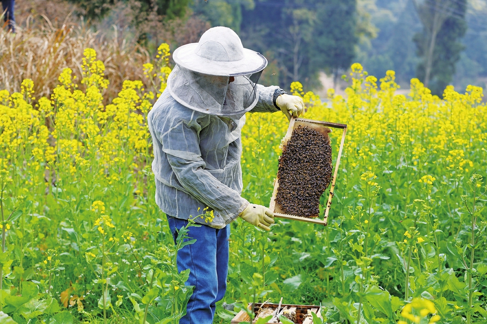 养蜂人赶着蜂群追花酿蜜