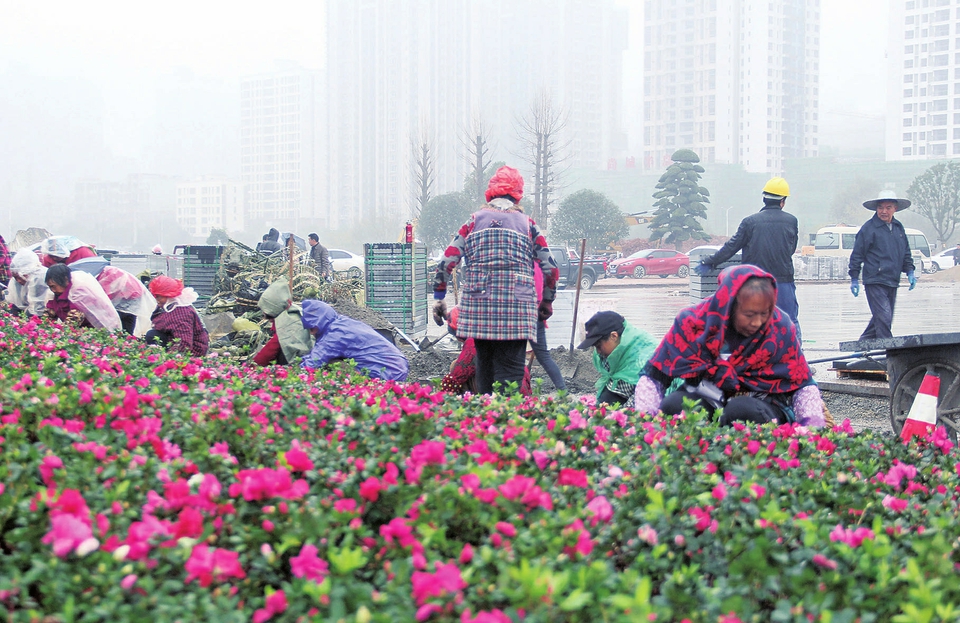 　　昨日，“花匠”们冒雨加紧种植鲜花，妆扮香国公园，力争在12月25日开园之际带给市民更好的游玩体验。
　　记者王尚英摄
