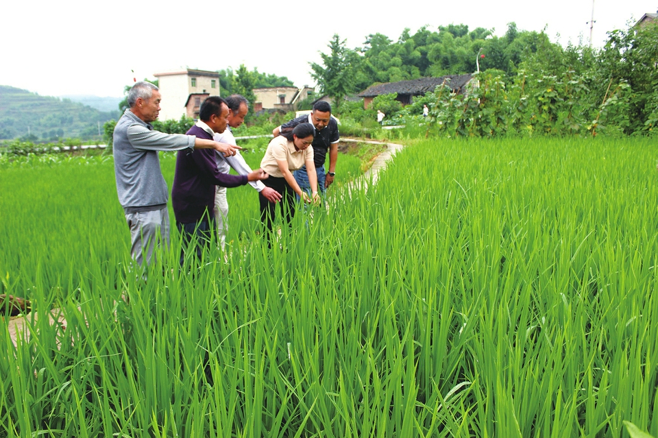 　　6月27日，高升镇组织机关干部、农技人员来到田间地头，指导村民对稻田进行科学管理。近期阴雨连绵不断，水稻易发生病虫害，当地农户在农技人员的指导下，开展田间除草和害虫防治。 记者谭显全摄
