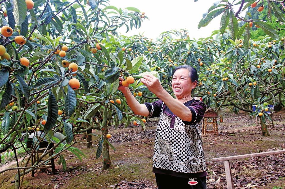 　　近日，铁山镇三寨村果农种植的枇杷挂满了枝头。目前，全区种植的10万亩枇杷已经成熟。黄橙橙的枇杷已成为果农增收的重要途径。 记者谭显全摄
