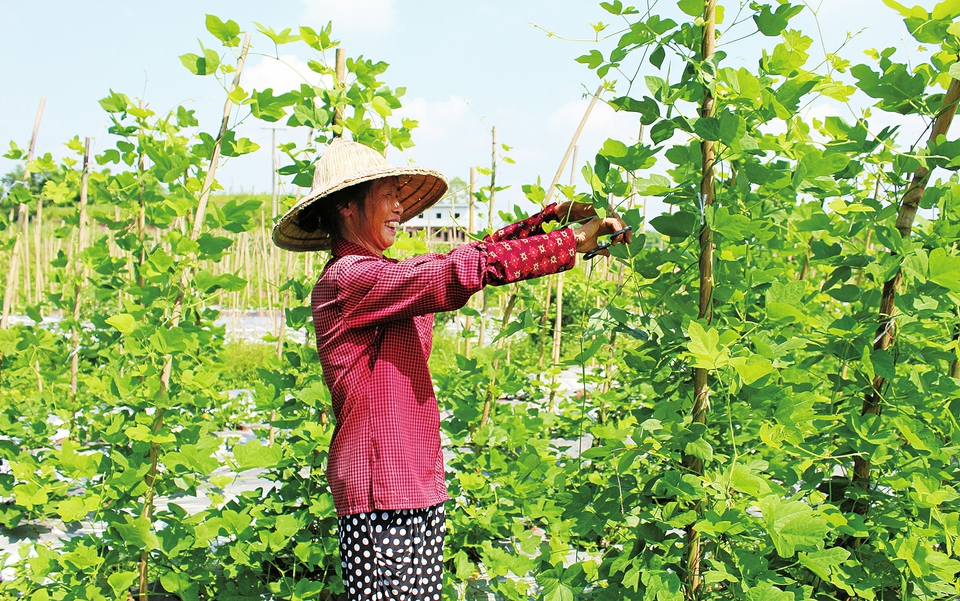 　　昨日，位于智凤街道的富葛种植基地内，工人们顶着烈日进行剪枝。据介绍，剪枝是为了减少葛根养分的消耗损失，增加通风和透光，减少病虫害，加速地下块茎的膨大，提高产量。
　　记者王雨诗摄
