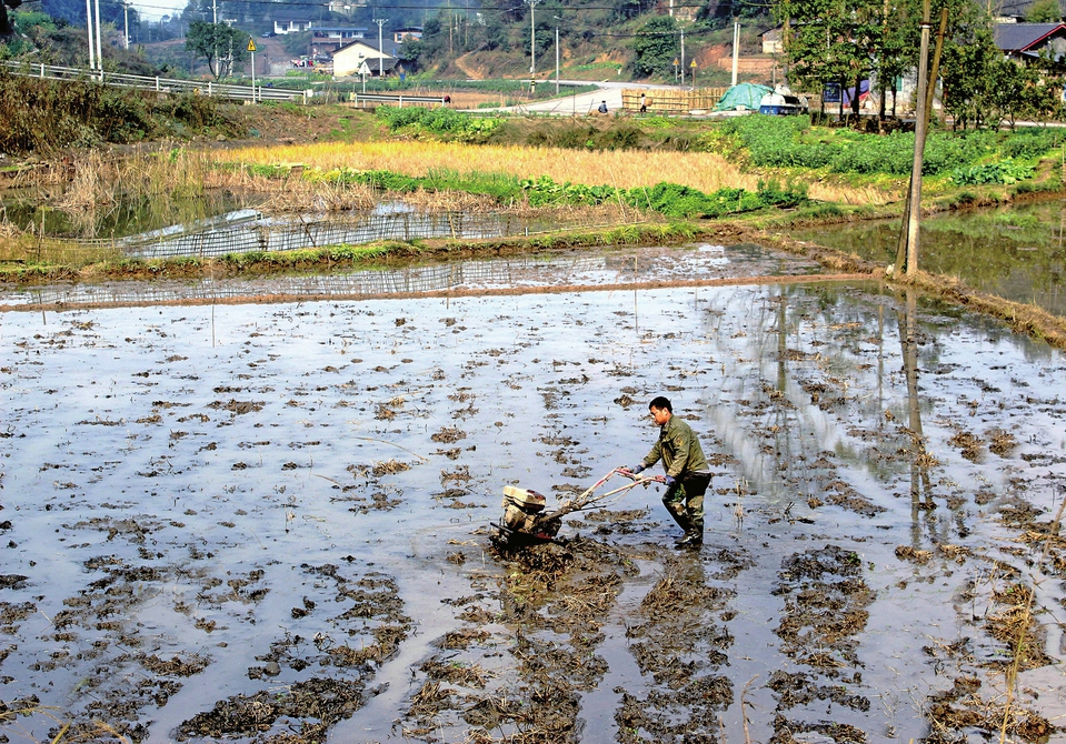 　　昨日，在古龙镇天鹅村，村民正“赶着”铁牛在田里耕地。当前，各地一手抓防控，一手抓春耕，村民们在做好疫情防控的同时，积极备整育秧田、护理田坎，春耕生产繁忙。
　　记者张艳男摄
