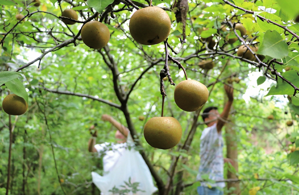 　　7月24日，智凤街道永福村，市民正在采摘梨子。大暑时节，梨子成熟，吸引了不少市民前往采摘，也带动了乡村旅游。
　　记者黄舒摄
