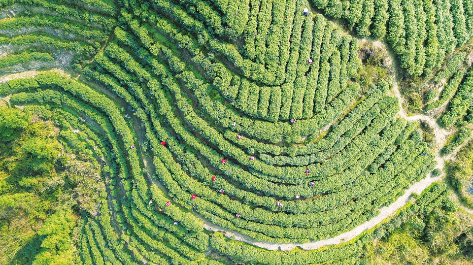 古龙茶园（资料图）
