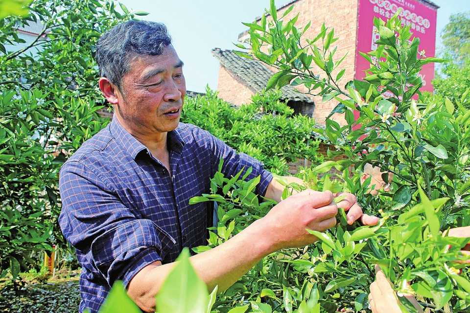 　　近日，高升镇建设村村民正在管护柑橘树。去年，该镇发展壮大柑橘产业，投资30万元，在建设村引进“爱媛38号”新品种柑橘，栽种了3万株树苗，目前，果树长势良好。
　　记者谭显全摄
