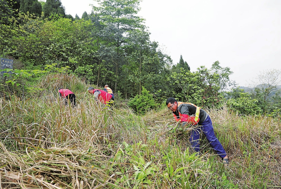 　　清明节前夕，棠香街道在常年设置的10个防火卡点基础上再增设46个卡点，每个卡点安排5人以上值守、巡逻，加强节日期间森林防火工作。图为4月1日，棠香街道报恩社区棺山坡，社区干部正在清除山坡枯草。 记者黄舒通讯员肖芥摄
