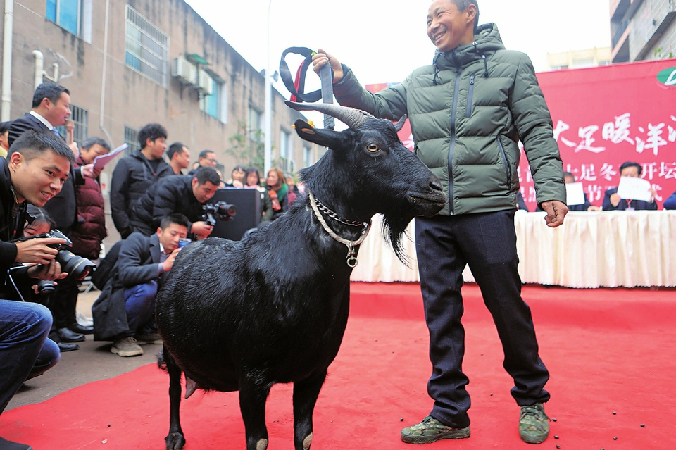 “羊选手”登台“选美”，争夺“羊王”“羊后” 记者瞿波摄
