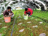羊肚菌丰收