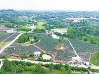 大足区龙石镇： 500亩蓝莓邀您来采