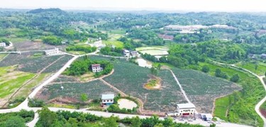 大足区龙石镇： 500亩蓝莓邀您来采