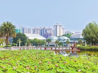 海棠湖公园荷开正好