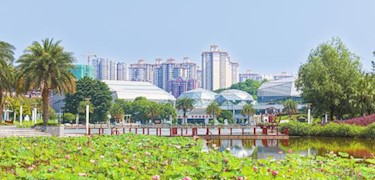 海棠湖公园荷开正好