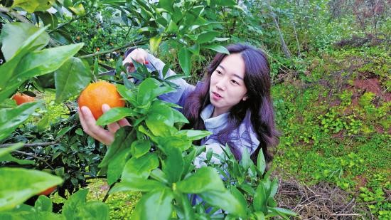 大足区智凤街道：500亩果冻橙丰收