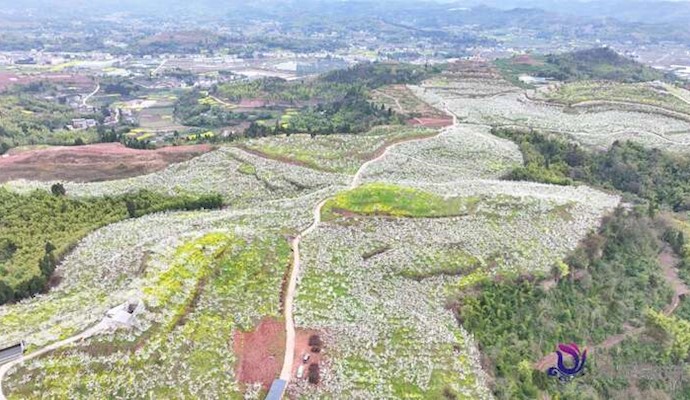 3000亩李花竞相开 踏青赏花正当时