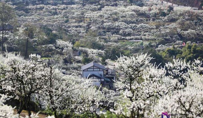 观音岩千亩李花盛放 快来打卡