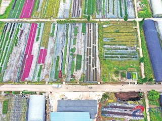 雍溪镇石堡村花卉基地
